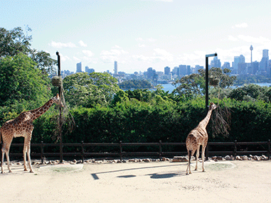 giraffes